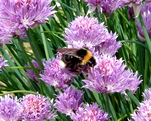 Farfalle sul fiore dell''Erba cipollina...